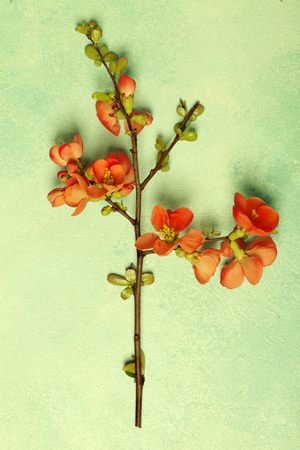 Peach blossom on a blue table as a spring conceptの写真素材