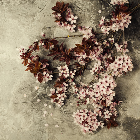branch with cherry pink blooming flowers on rustic backgroundの写真素材
