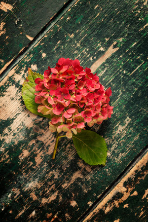 Fading pink hydrangea flower head on shabby chic wooden table