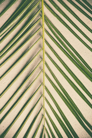 Green palm leaf