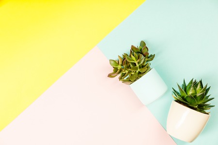 Succulents on pastel colors backgroundの写真素材