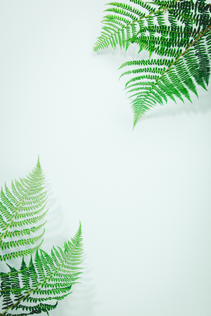 Fern leaves summer minimal background with a space for a text, flat lay, view from aboveの写真素材