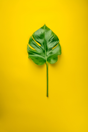 Tropical monstera leaves on yellow backgroundの写真素材