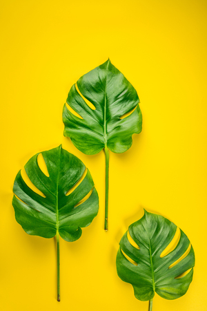Tropical monstera leaves on yellow backgroundの写真素材