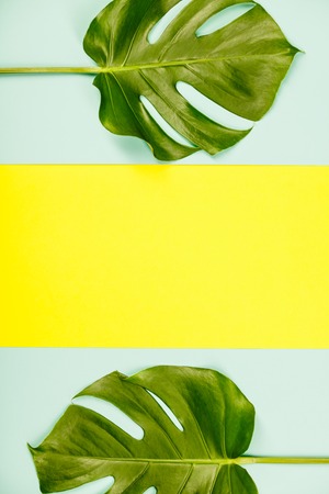 Monstera leaves on pastel colors background. Flat lay, copy spaceの写真素材