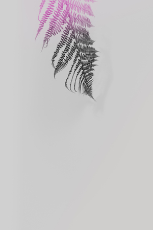 Fern leaf on pink background, flat lay, top viewの写真素材