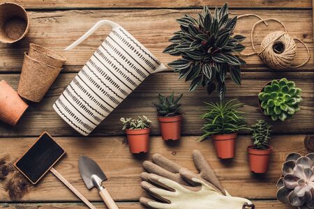 Collection of various succulent plants and garden tools on wooden background, flat lay. Minimalistic Home decor and gardening concept. Stylish interior with a lot of plantsの写真素材