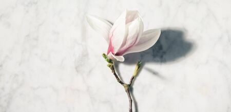 Beautiful pink magnolia flowers on white marble table. Top view. flat lay. Spring minimal concept.の写真素材