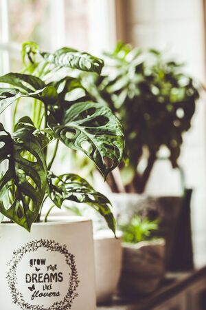 Potted green plants on window. Home decor and gardening concept. Urban Living and styling with indoor plants.の写真素材