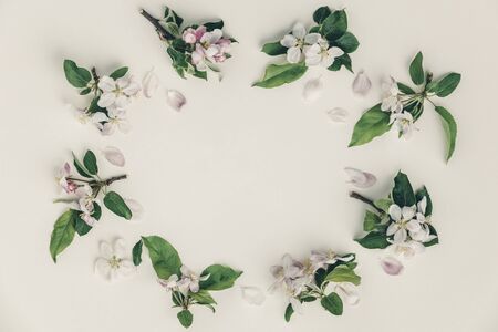 Frame with apple blossoms, spring flowerの写真素材