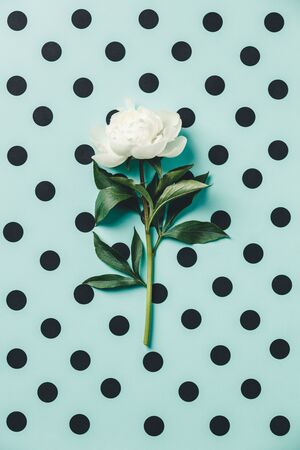 Flat-lay of Beautiful peony flower on homemade blue polka dots background - Minimal flat lay concept, top viewの写真素材
