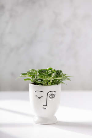 Flower pot head with Baby plant against white marble wallの写真素材