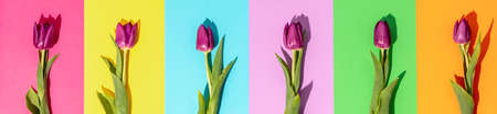 Creative layout made of spring tulip flowers on colored paper backgroundの写真素材