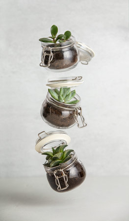 Small succulent plants in glass jar pot flying against white brick wallの写真素材