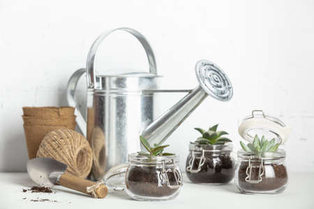 Small succulent plants in glass jar pots and garden tools against white brick wallの写真素材