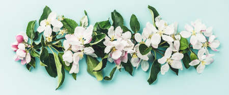 Flat-lay of white apple blossom flowers over light blue background, top view, flat layの写真素材