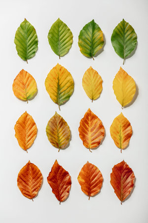 Creative layout of colorful autumn leaves. Flat lay.