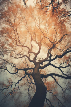 Looking up mystic forest. Blurred, mystical, natural background of trees. Bottom viewの素材