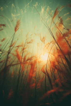 Abstract soft focus close up field of grass meadow warm golden hour sunset sunrise time. Tranquil spring summer nature closeup. Idyllic natureの素材