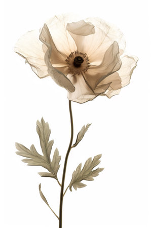 Translucent Anemone Flower in Sepia Tonesの素材
