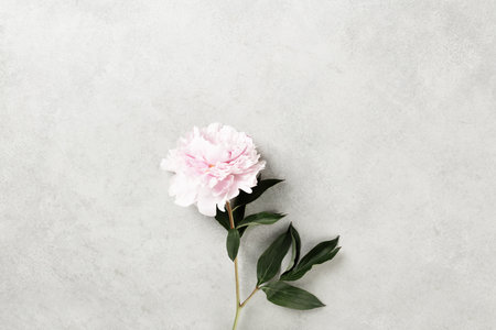 Minimalist image of a soft pink peony flower with lush green leaves placed on a light stone textured surface, perfect for elegant floral-themed designs.の写真素材