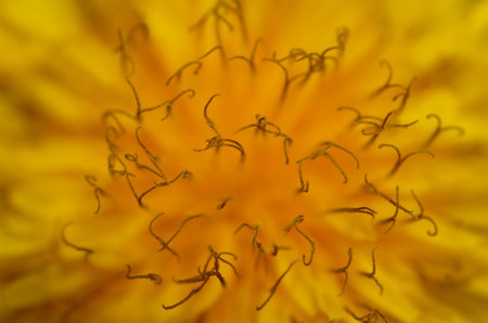 extreme macro of dandelionの写真素材