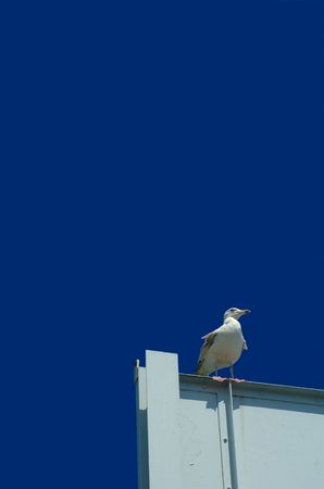 Seagull on a white roofの写真素材