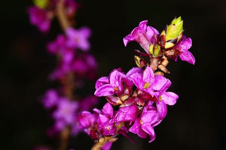 blooming daphne over blackの写真素材