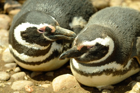 Magellanic penguins, Spheniscus magellanicus in Argentina の写真素材
