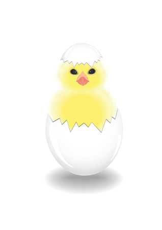 The newborn chicken hatched from an eggのイラスト素材