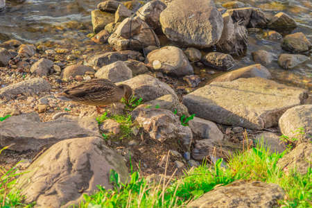 The horizontal photo shows a wild duck waterfowl walking along the banks of a city river in search of food. Next to the bird stones of different sizes, grass. Duck on the sunny side of the coastの写真素材
