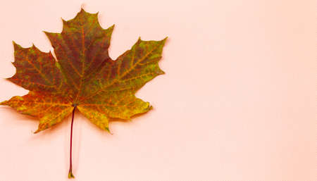 On the pink background on the side lies a maple leaf that fell from a treeの写真素材