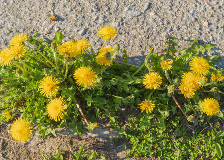 The photo shows an image of a plant. It's a flower. It is called dandelion officinalis. The flowers grow directly on a plot of land that lies on a rocky slabの写真素材