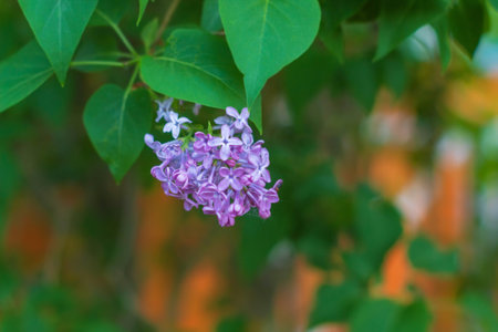 The photo shows an image of natural objects. Here is a blooming lilac at close range. Lilac grows in May in the gardenの写真素材