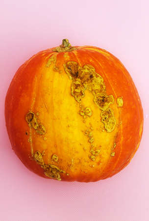 On the vertical photo there is an image of a whole pumpkinの写真素材