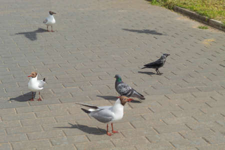 There is one crow, pigeons and seagulls on the asphaltの写真素材