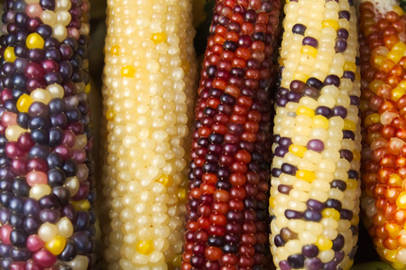 Colorful cornの写真素材