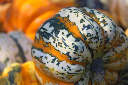 A pile of pumpkinsの写真素材