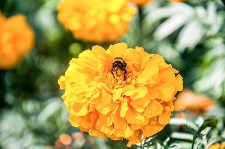 Bumblebee on the Marigold Flower,Macro shotの写真素材