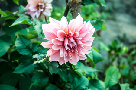 chrysanthemum in a garden close-up, green backgroundの写真素材