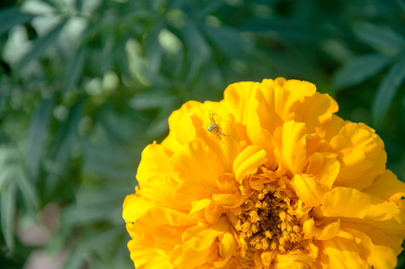 spider on yellow flower chrysanthemum,close-up,green backgroundの写真素材