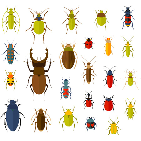 Flat insect set isolated on the white. Vector illustration.のイラスト素材