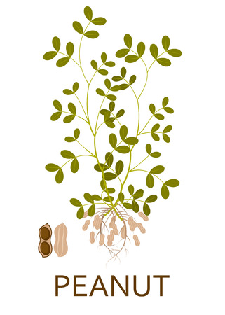 Peanut plant with leaves, stem and roots. Vector illustration.のイラスト素材
