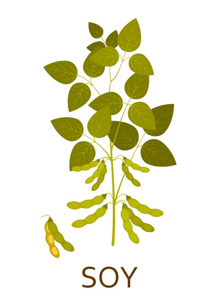 Soy plant with leaves and pods. Vector illustration.のイラスト素材