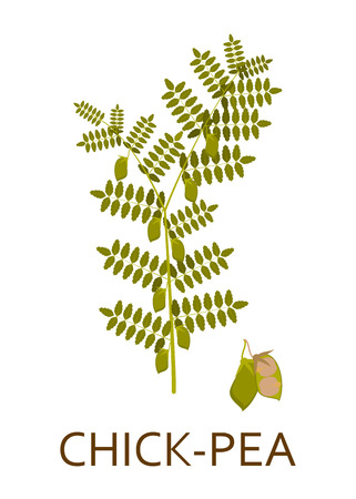 Chick pea plant with leaves and pods. Vector illustration.のイラスト素材