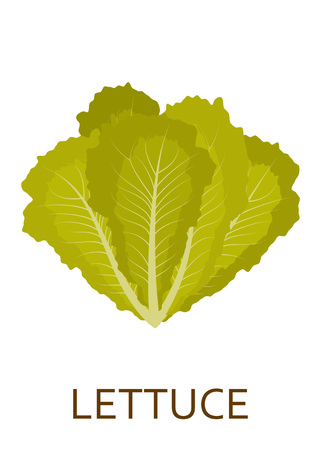 Green salad plant isolated on the white background. Vector illustration.のイラスト素材