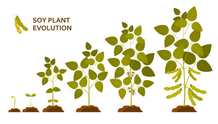 Soy plant evolution with leaves, flowers and pods. Vector illustration.のイラスト素材