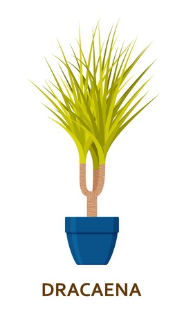 Dracaena. Decorative houseplant in pot. Florist indoor tree or interior flowerpotのイラスト素材