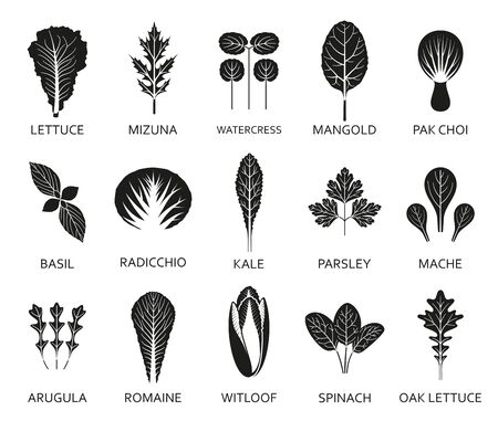 Green salad leaves isolated on the white background. Silhouette icons set. Vector illustration.のイラスト素材