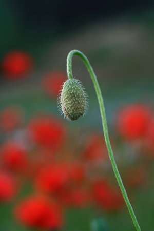 small red weedの写真素材